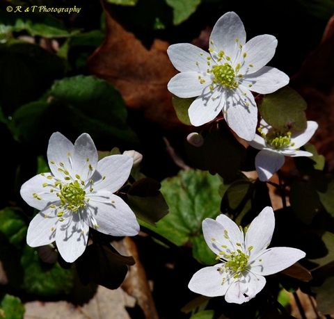 {Thalictrum thalictroides}
